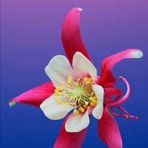 Meet your Posher, Jewell